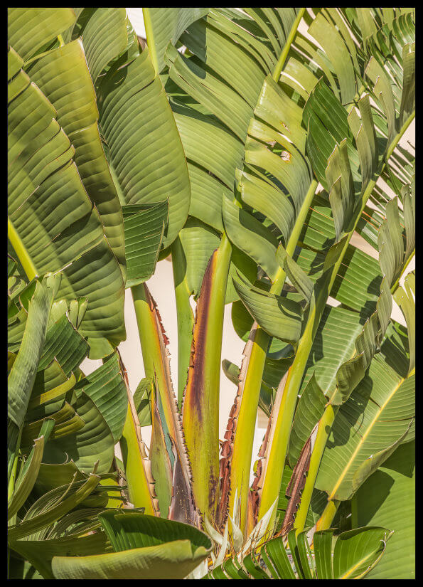 foto plakat - large banana leaves