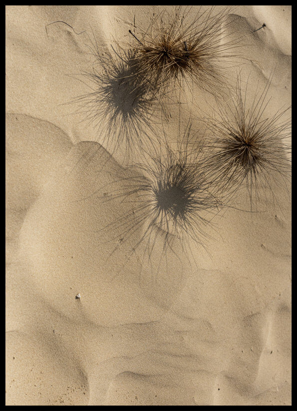 foto plakat - trawa na piasku