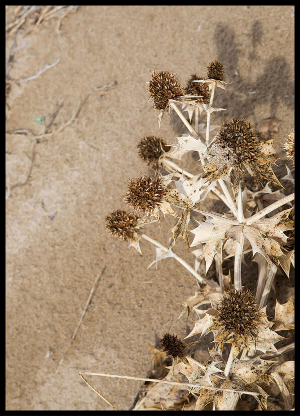 plakat foto - suszki