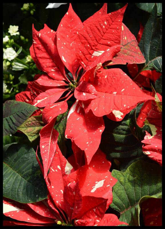 plakat foto - gwiazda betlejemska