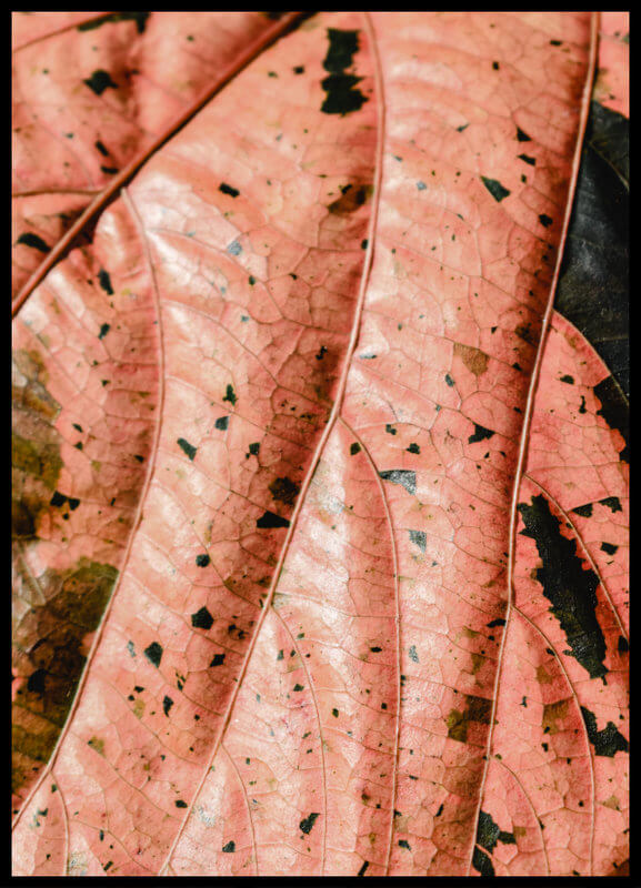 plakat foto - morelowy liść