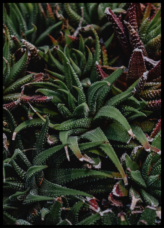 plakat foto - zielono fioletowe sukulenty