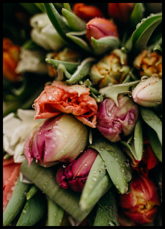 plakat foto - kolorowe tulipany III