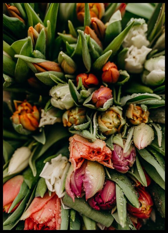 plakat foto - kolorowe tulipany IV