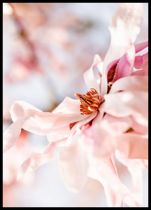 plakat foto - różowa magnolia III