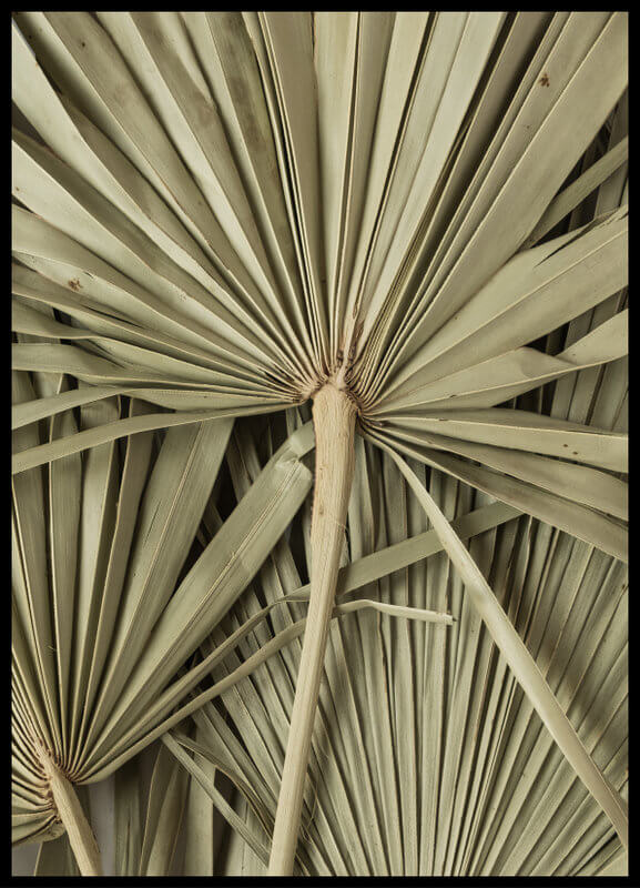 plakat foto - suche liście palmy