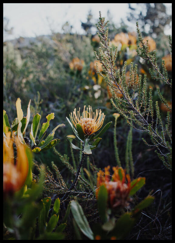 plakat foto - żółta protea