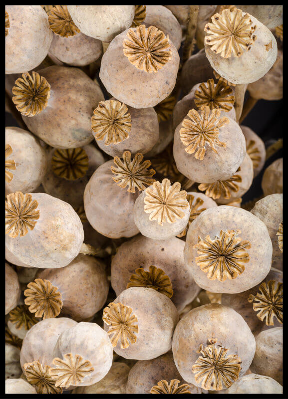 plakat foto - suszone makówki II