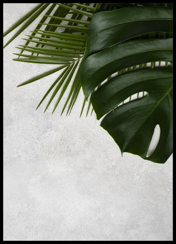 plakat foto - monstera na betonie II