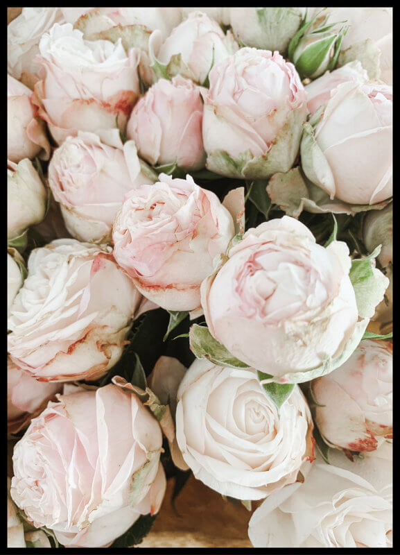 plakat foto - bladoróżowe róże II