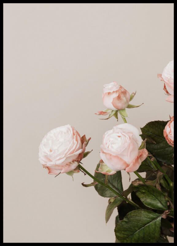plakat foto - bladoróżowe róże