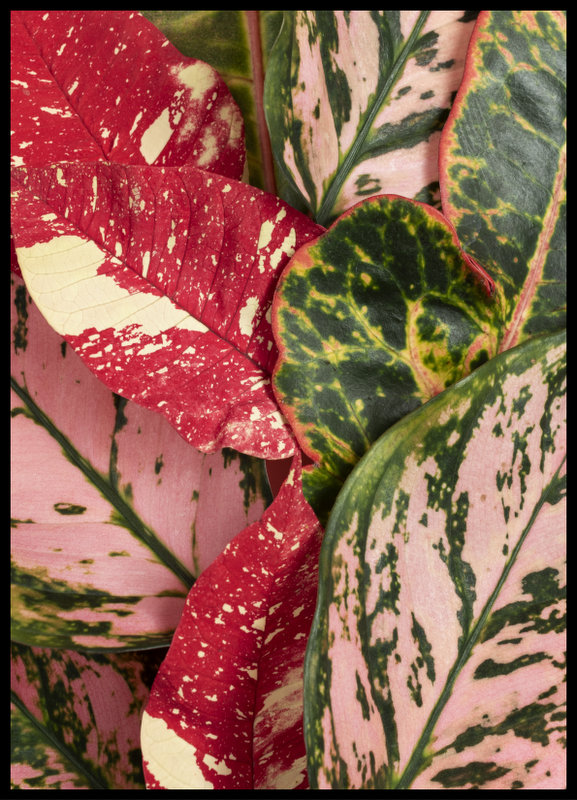 foto plakat - Aglaonema IV