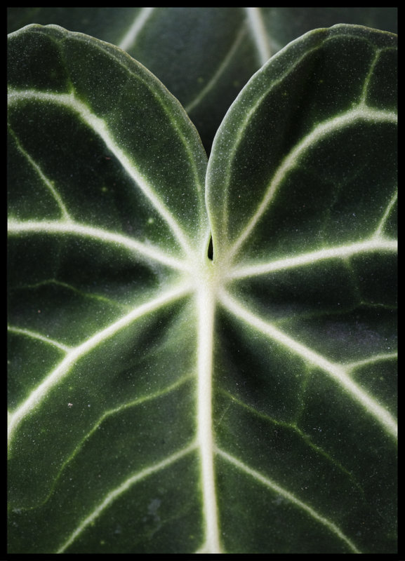 foto plakat - Anthurium II