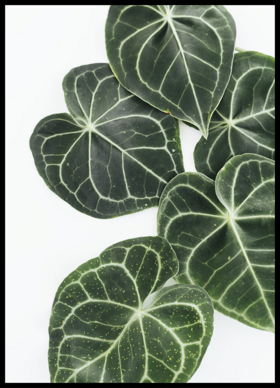 foto plakat - Anthurium III