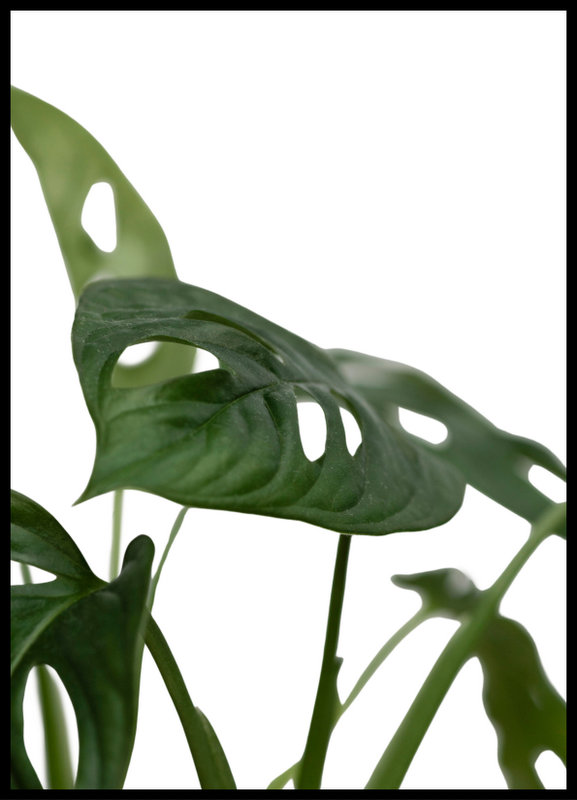 foto plakat - Monstera Monkey Mask