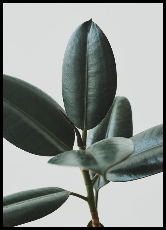 foto plakat - ficus elastica II