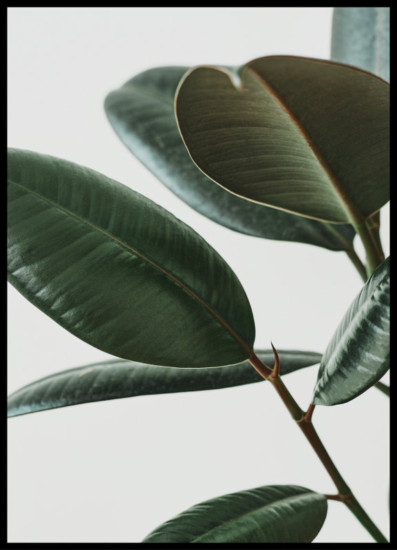 foto plakat - ficus elastica