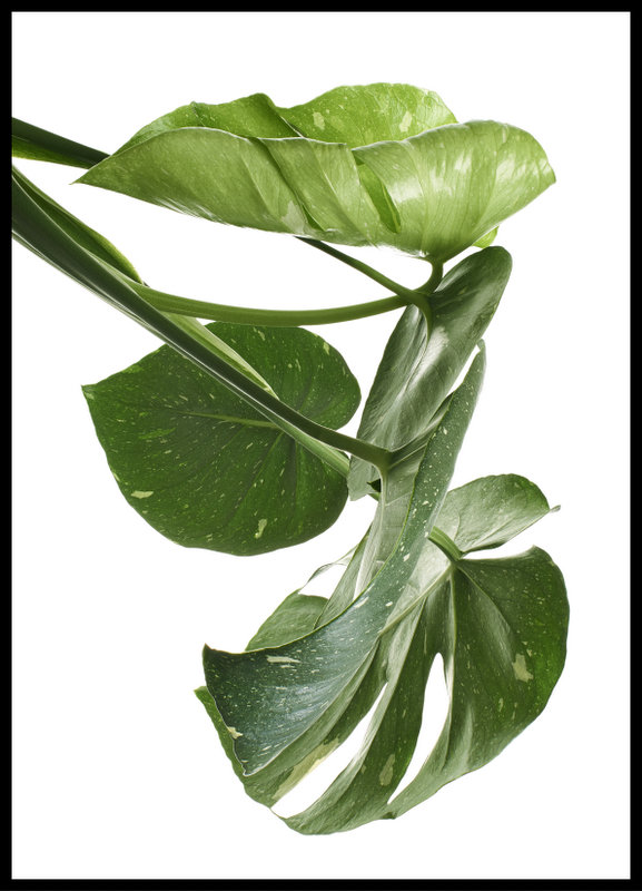 foto plakat - monstera thaii