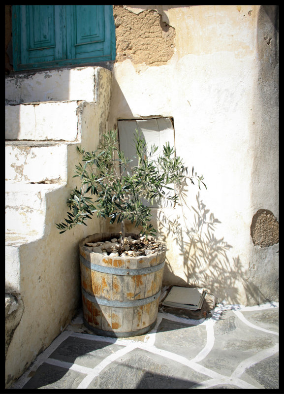 plakat foto - oliwka II