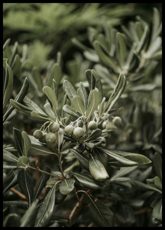 plakat foto - oliwka