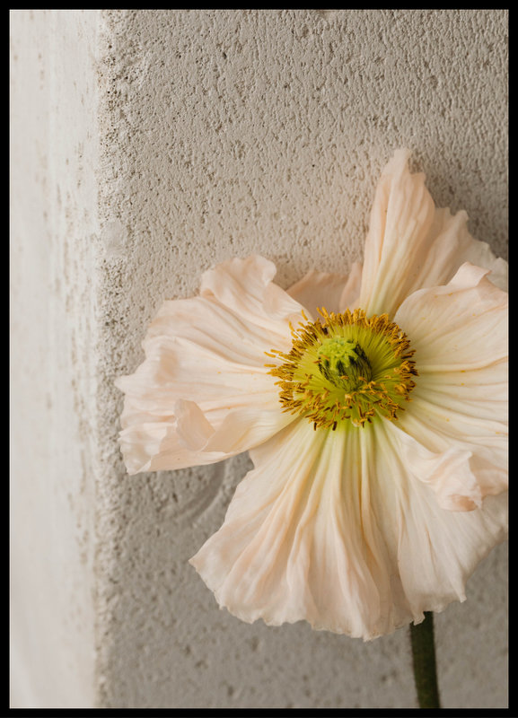 plakat foto - peach poppy II