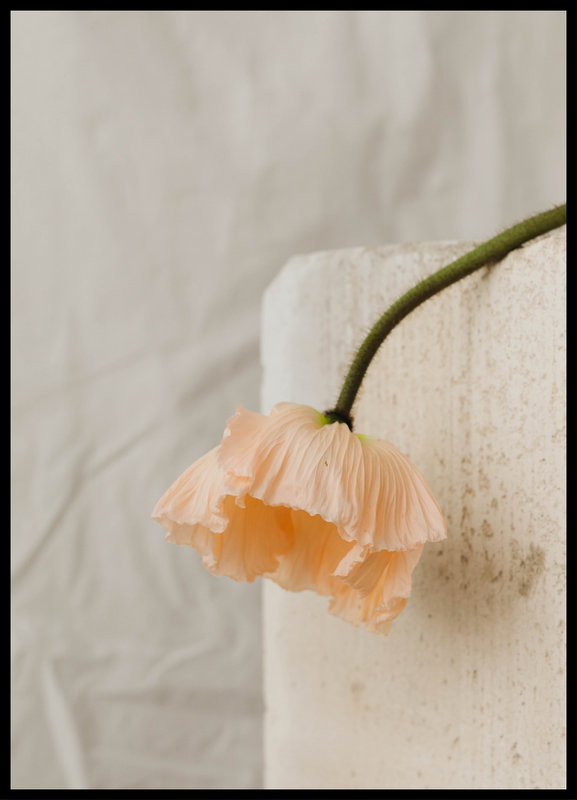 plakat foto - peach poppy III