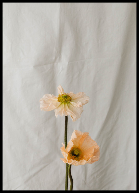 plakat foto - peach poppy IV