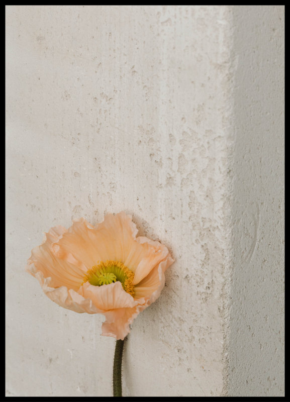 plakat foto - peach poppy