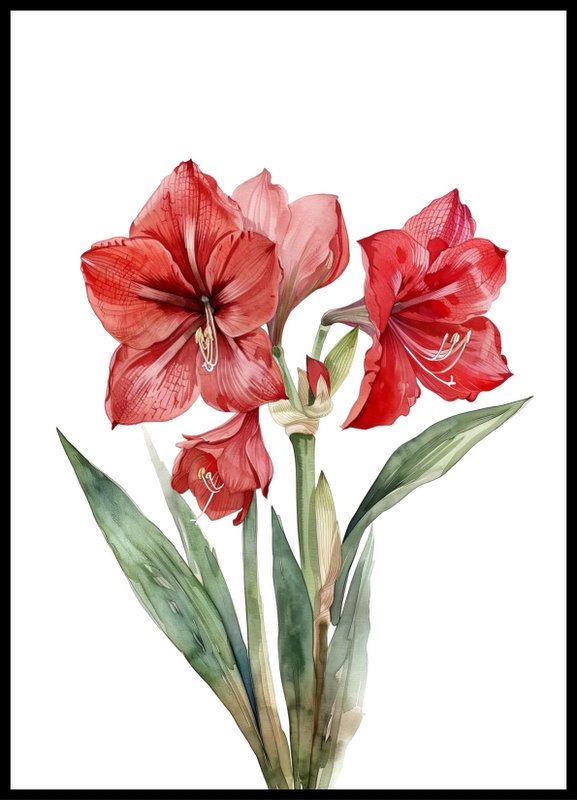 plakat - amarylis